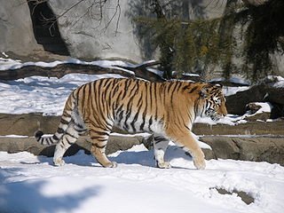 104450-tigar.jpg, 24 KB