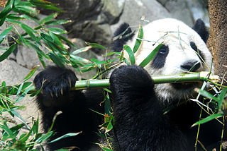 panda.JPG, 35 KB