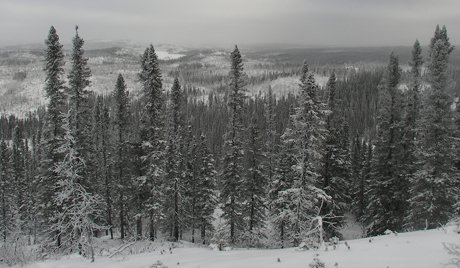 sibir.jpg, 133 KB
